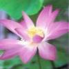 flower_power