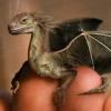 wingedserpent
