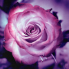 ariesgirl55