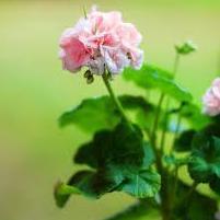 rose_geranium