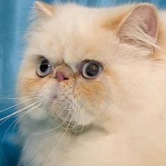 cream-persian-cat-big-white-whiskers-3629488.jpg.863ad8a30f443935980d463f98a01aab.thumb.jpg.e6d7c37bf1aee2eb810a792168f5b772