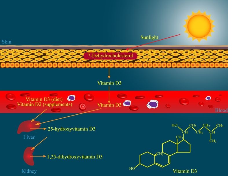 Vitamin D.jpg