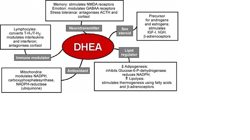 DHEA.jpg