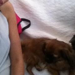 cholelove