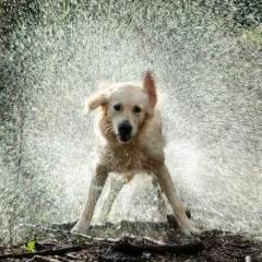 RainDawg