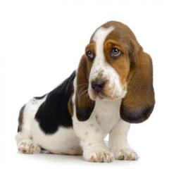 bassetluvr