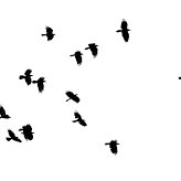 ravenbirdmaven