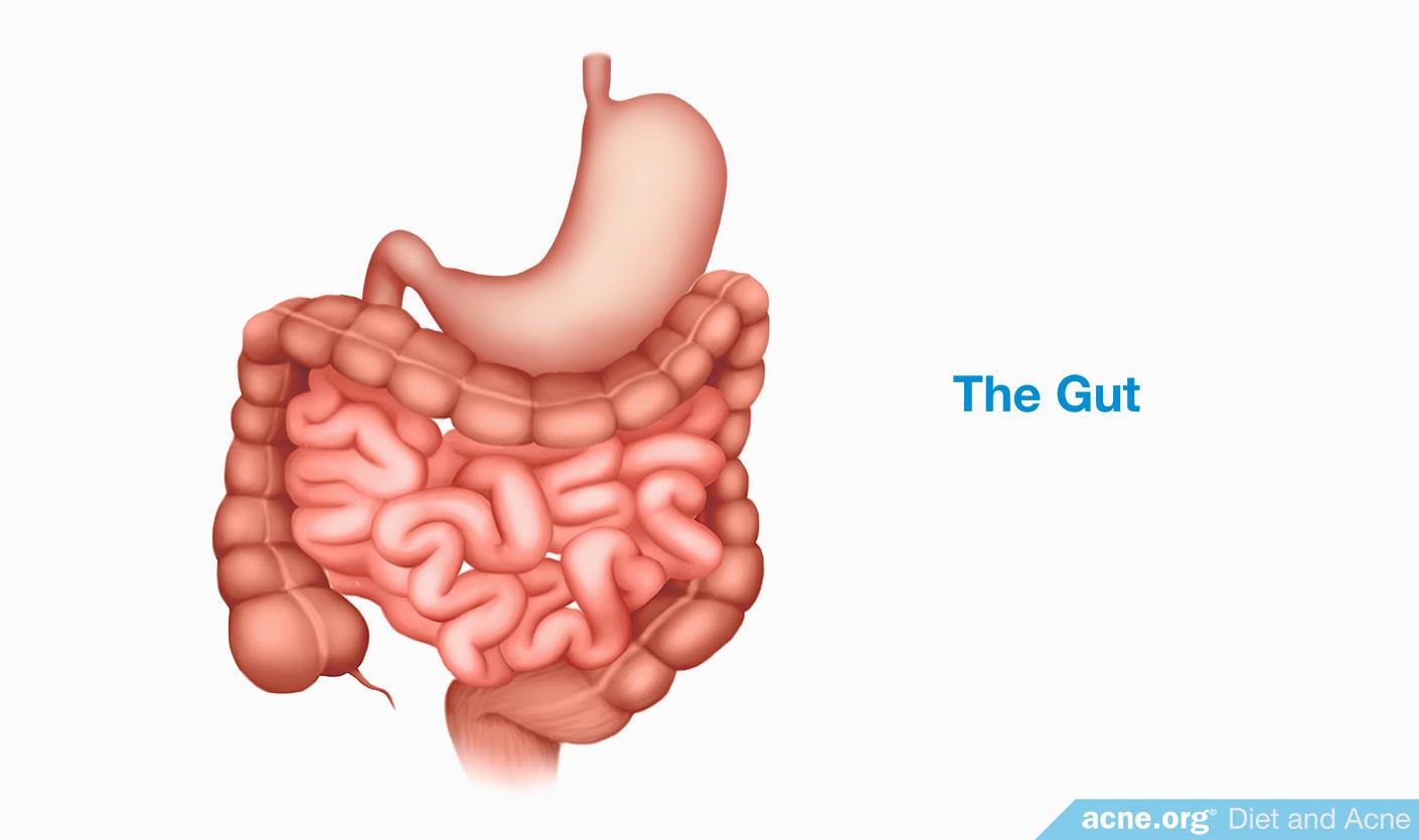 The Gut