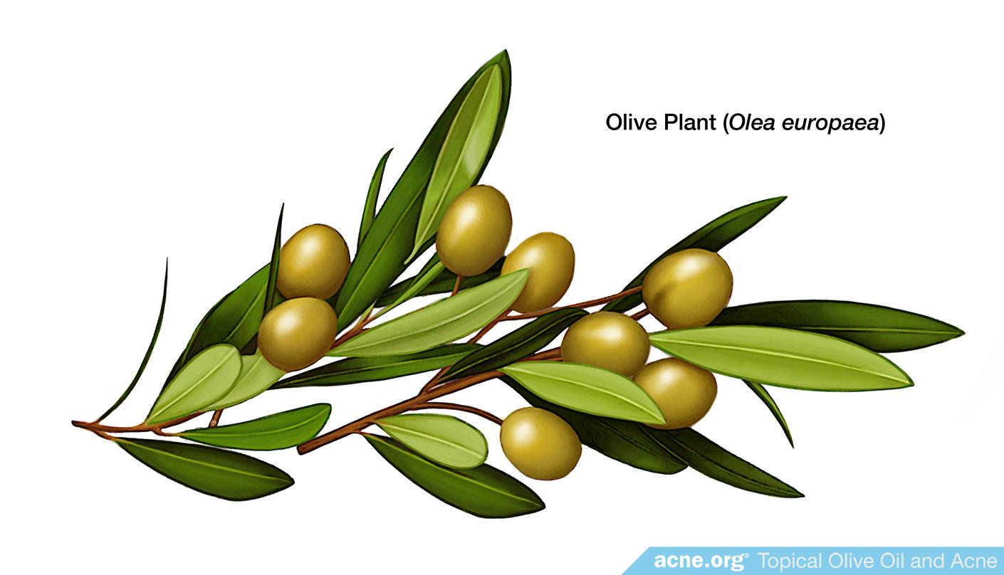 Olive Plant (Olea europaea)
