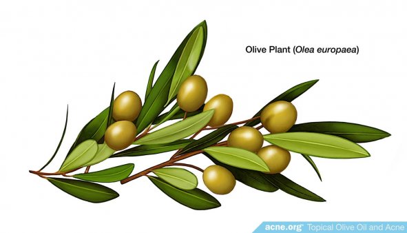 Olive Plant (Olea europaea)