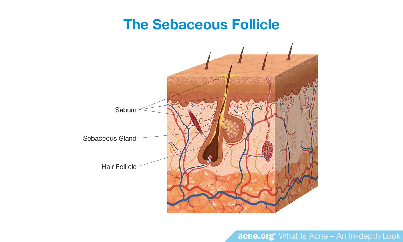 The Sebaceous Follicle