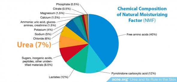 Chemical Composition of Natural Moisturizing Factor (NMF)