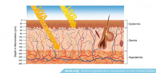 How Far UVA/UVB Rays Reach Into the Skin