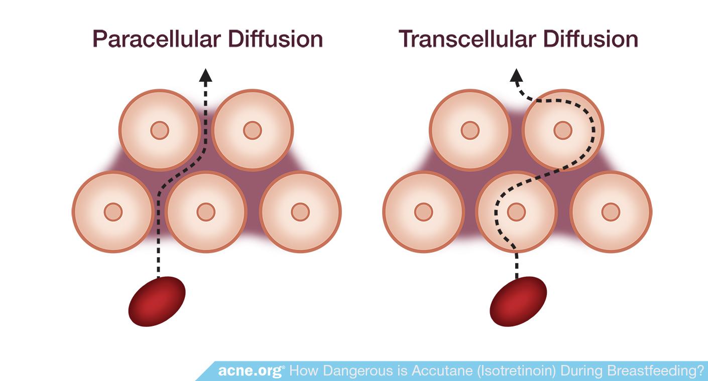 Paracellular Diffusion - Transcellular Diffusion