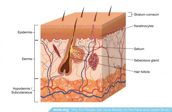 Skin Square Showing Structure of the Skin