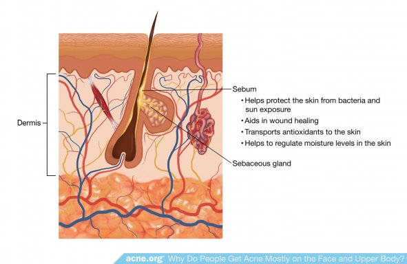Sebaceous (Skin Oil) Gland
