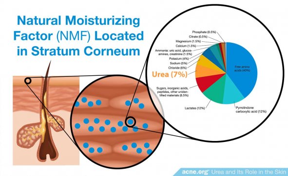 Natural Moisturizing Factor (NMF) Located in Stratum Corneum