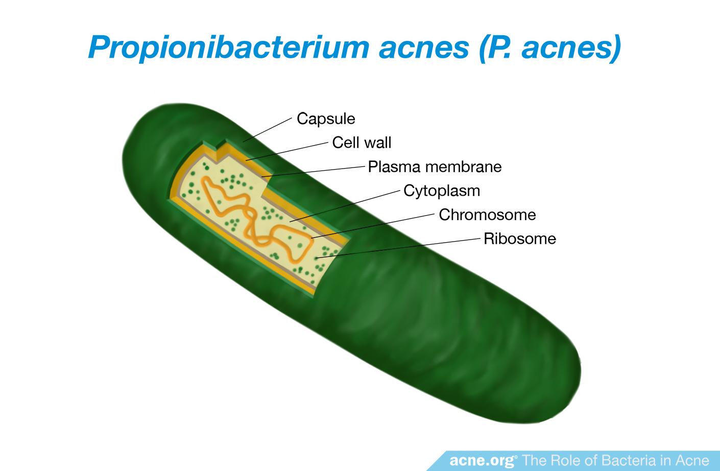 Propionibacterium acnes (P. acnes)