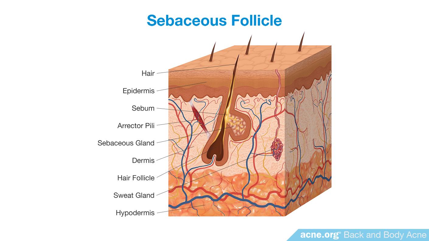 Sebaceous Follicle