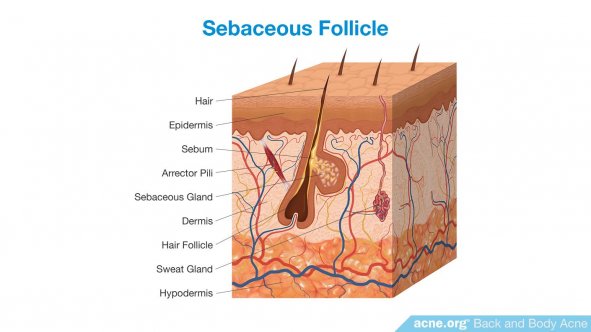 Sebaceous Follicle