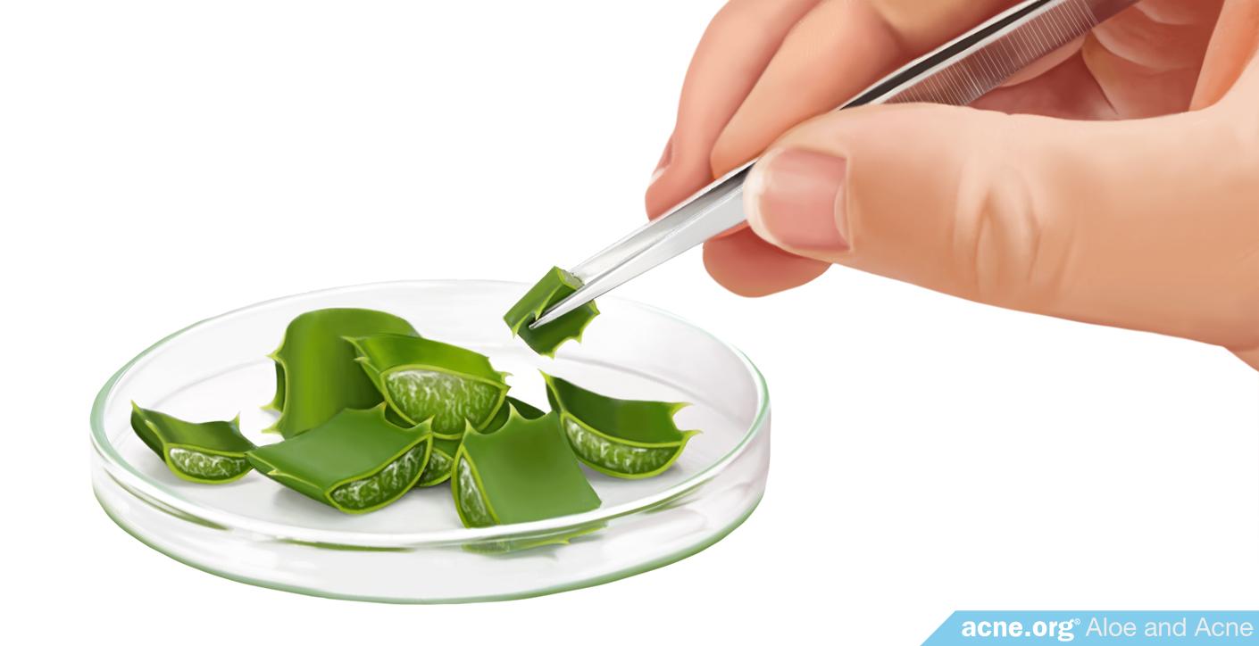 Aloe in Petrie Dish