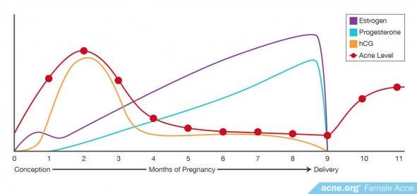 Graph Showing Hormone Levels During Pregnancy