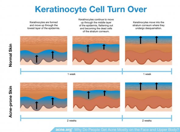 Keratinocyte Cell Turnover