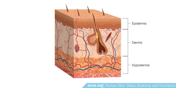 Structure of Human Skin