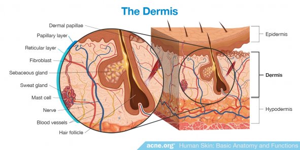 The Dermis
