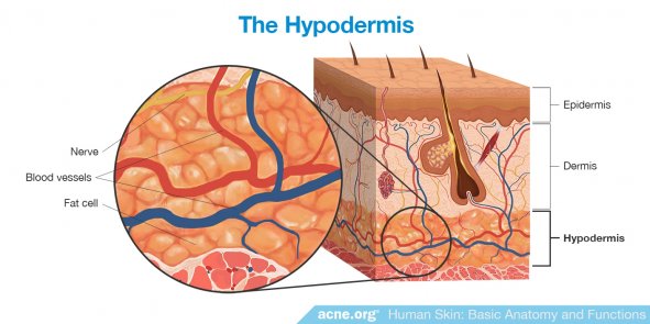 The Hypodermis