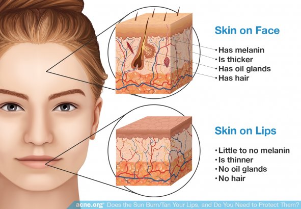Skin on the Face vs. Skin on the Lips