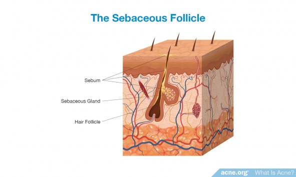 The Sebaceous Follicle
