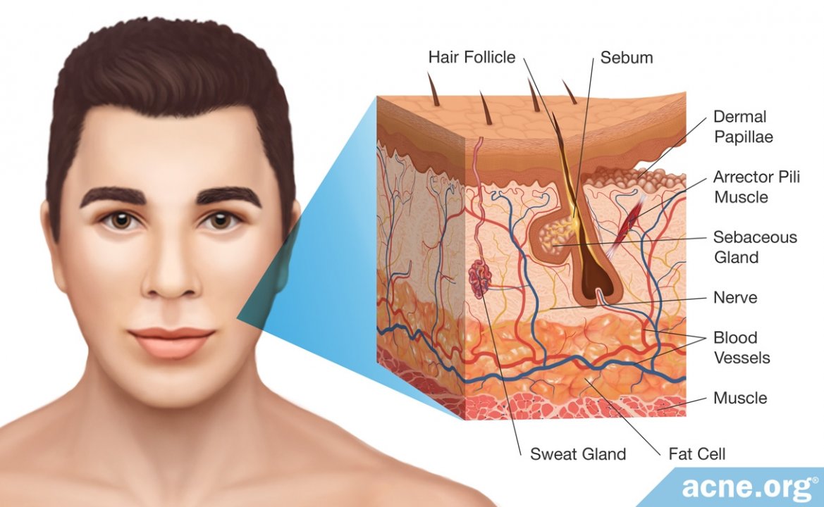 Human Skin: Basic Anatomy and Functions