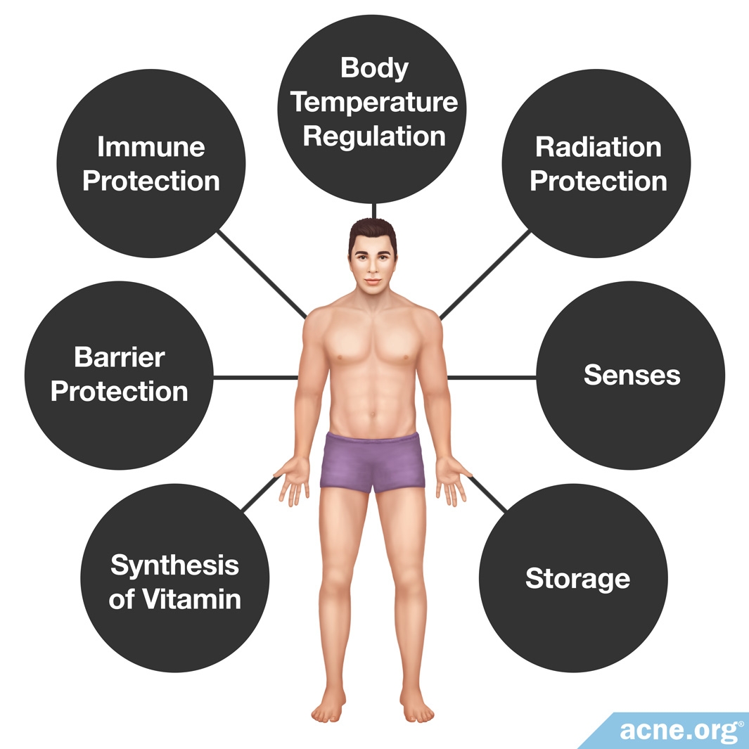 Functions of Human Skin