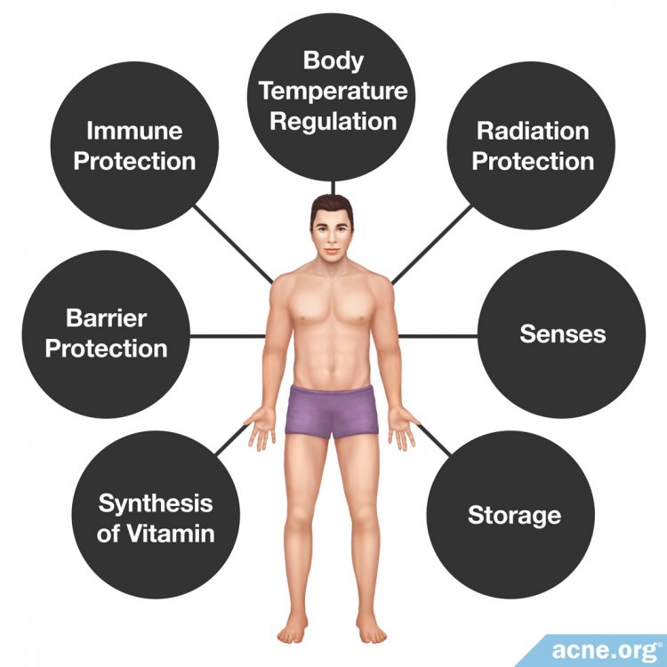 Functions of Human Skin