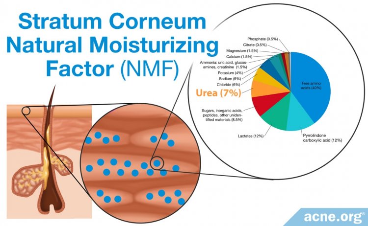 Natural Moisturizing Factor (NMF) Located in Stratum Corneum