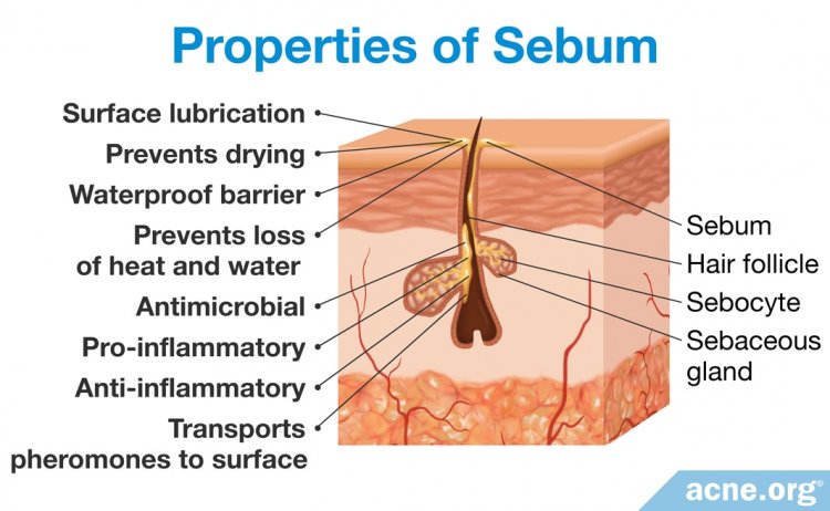 Properties of Sebum