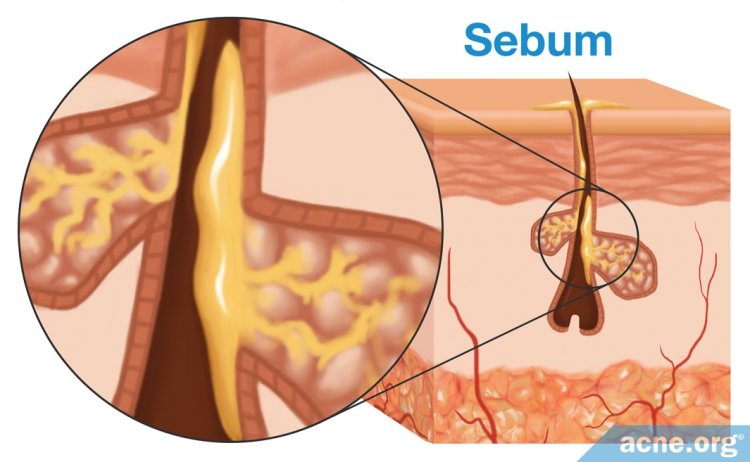 Sebum