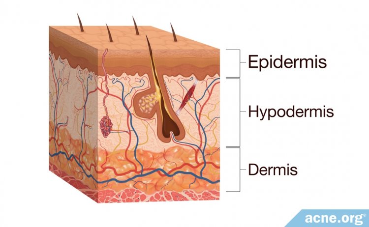 Human Skin: Basic Anatomy and Functions - Acne.org