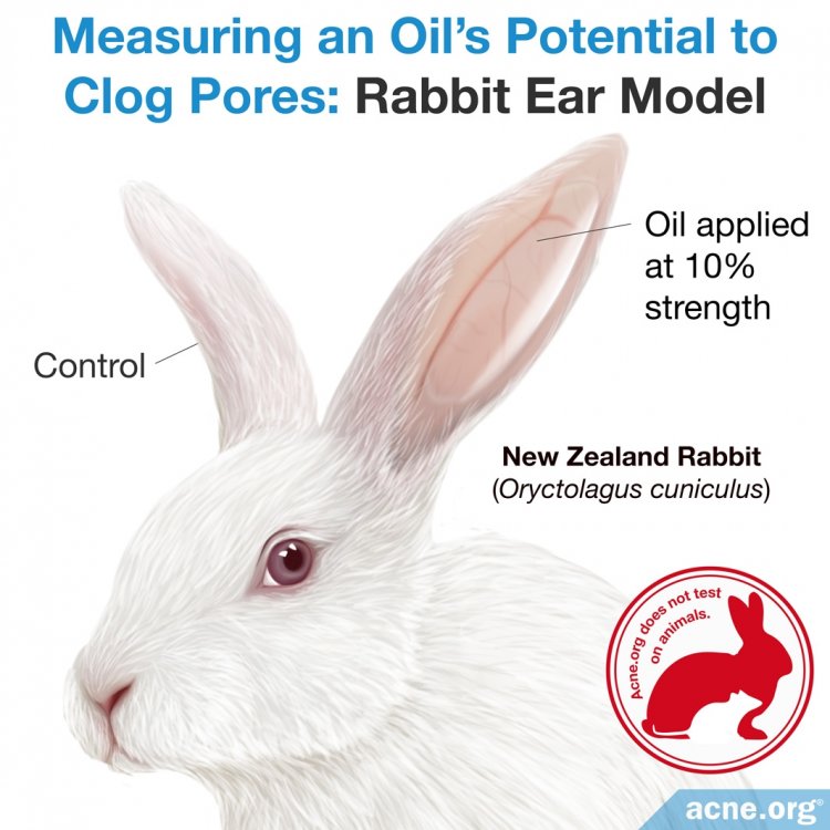 The Rabbit Ear Model Comedogenicity Test