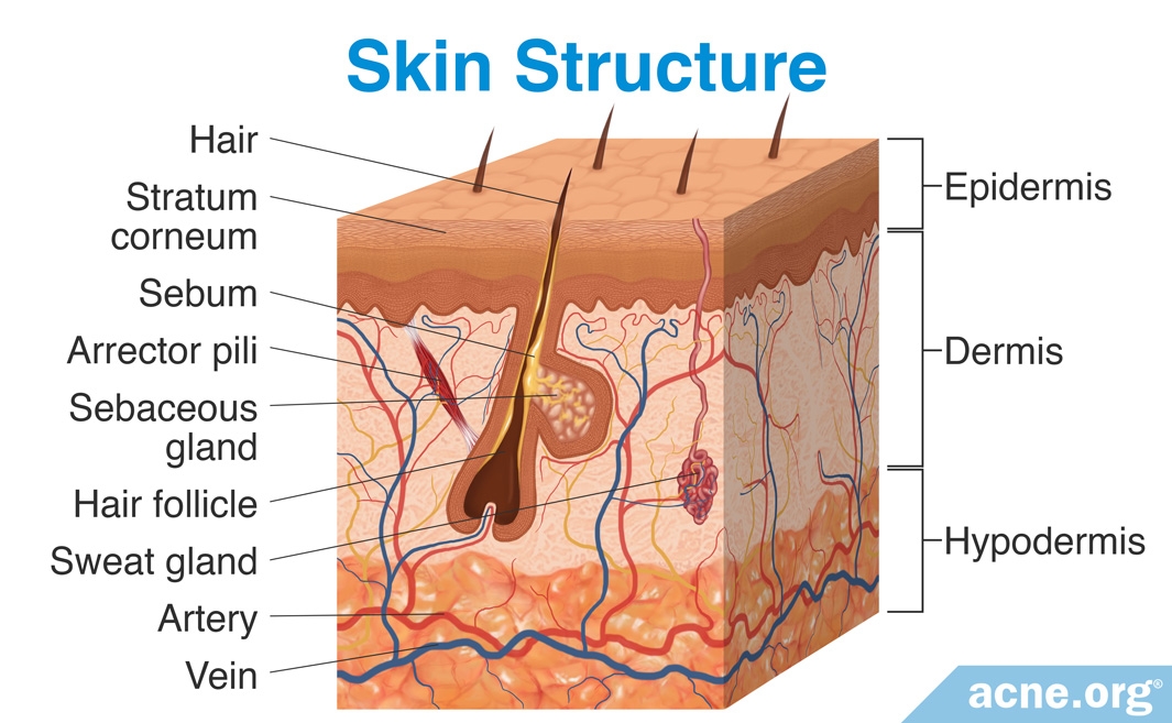 Anatomy Of Skin Diagram