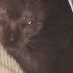 Anniebelle