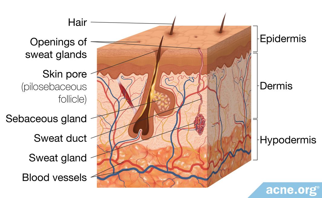 can-you-reduce-the-size-of-your-skin-pores-acne