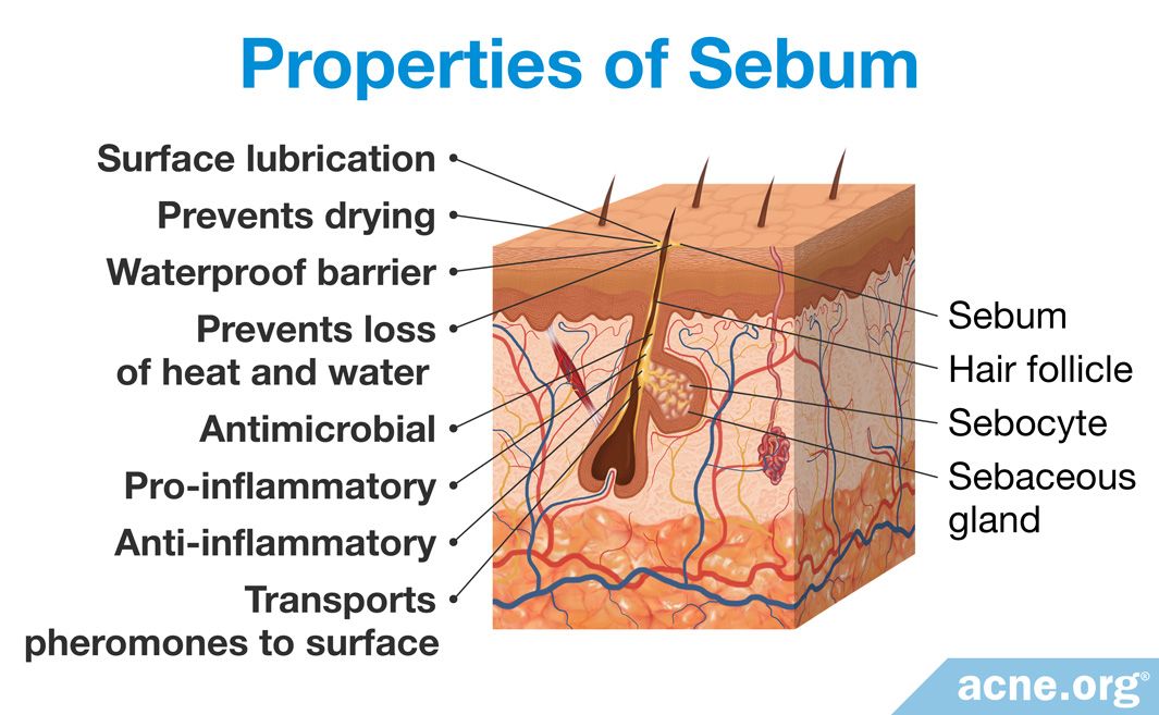 what-is-sebum-and-what-is-its-purpose-acne