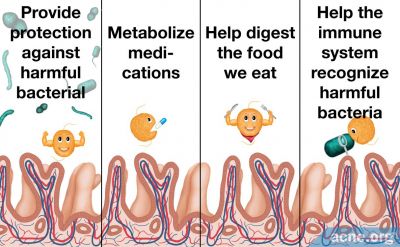 The Role of Good Bacteria in the Gut