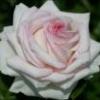 English_Rose