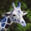blue giraffe
