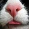 Just Nosey
